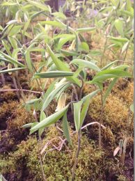 Uvularia sessilifolia