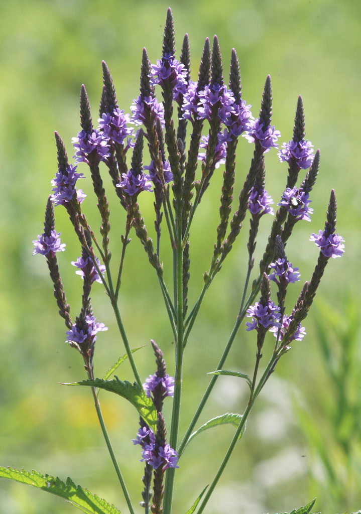 Verbena hastata Blue Vervain Prairie Moon Nursery