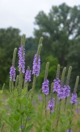 Verbena stricta