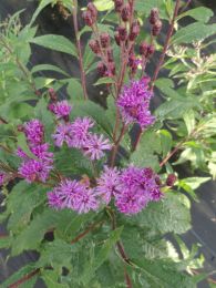 Vernonia baldwinii