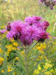 Vernonia missurica