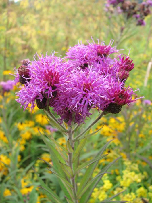 Vernonia Missurica Missouri Ironweed Prairie Moon Nursery Vernonia Missurica Missouri Ironweed Prairie Moon Nursery