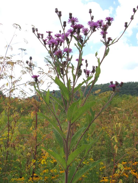 Image of New York ironweed