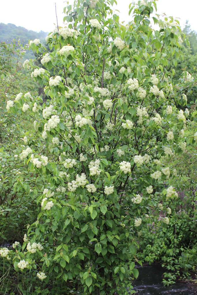 Viburnum lentago Nannyberry Prairie Moon Nursery