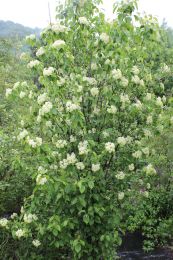 Viburnum lentago