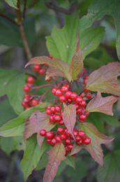 Viburnum trilobum