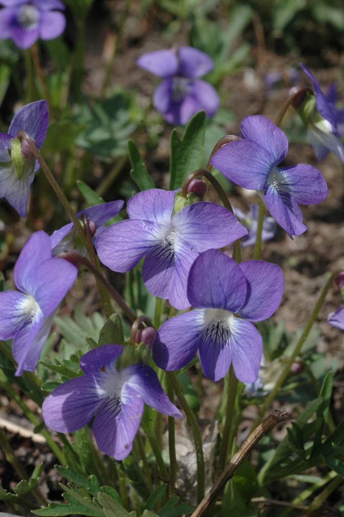 Viola palmata Early Blue Violet Prairie Moon Nursery