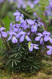 Viola pedata