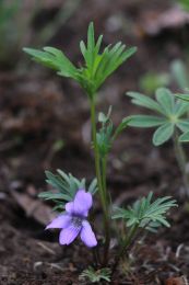 Viola pedatifida