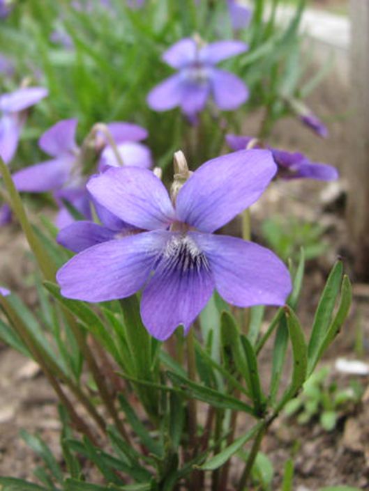 Viola Pedatifida Prairie Violet Moon Nursery Viola Pedatifida