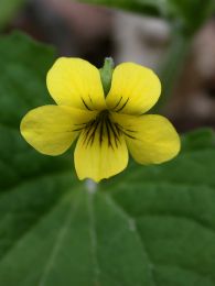 Viola pubescens var. eriocarpa