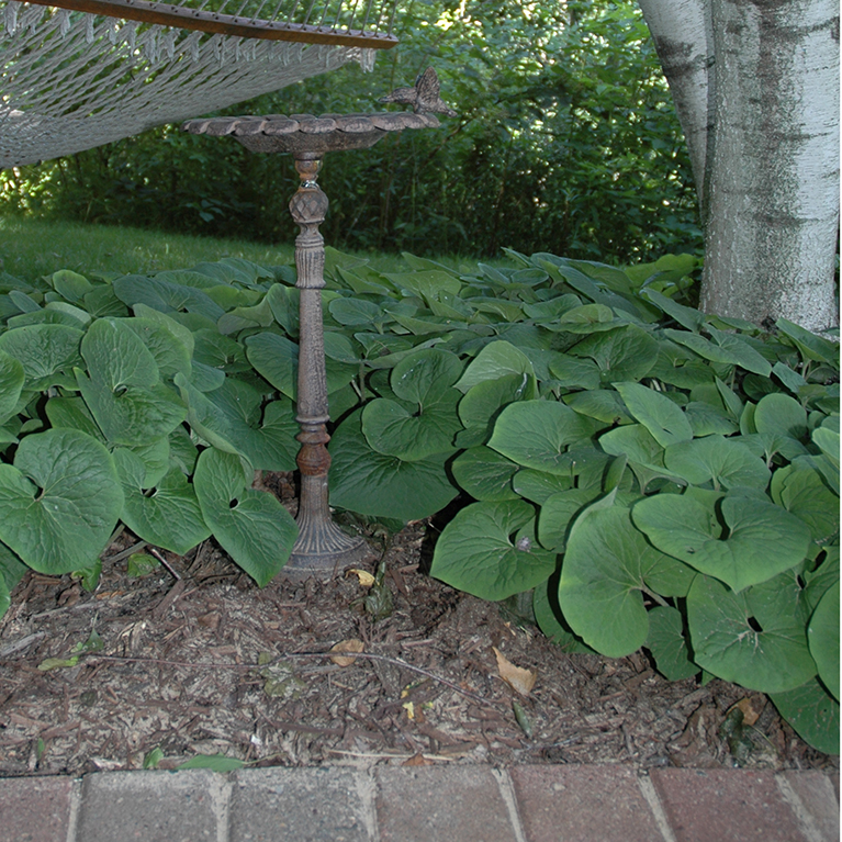 Ground Covers