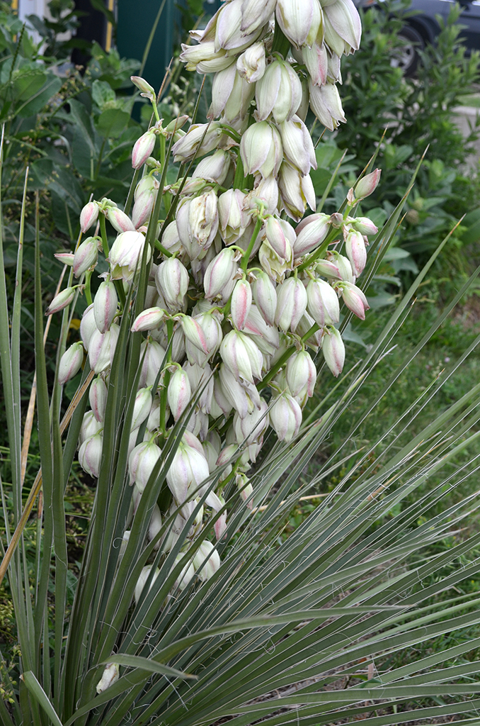 Yucca glauca Soapweed Prairie Moon Nursery