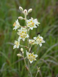 Zigadenus elegans
